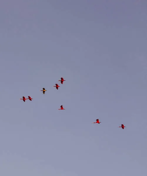 Scarlet ibis on the Parnaiba delta