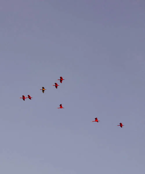 Íbis-escarlate no delta do Parnaíba